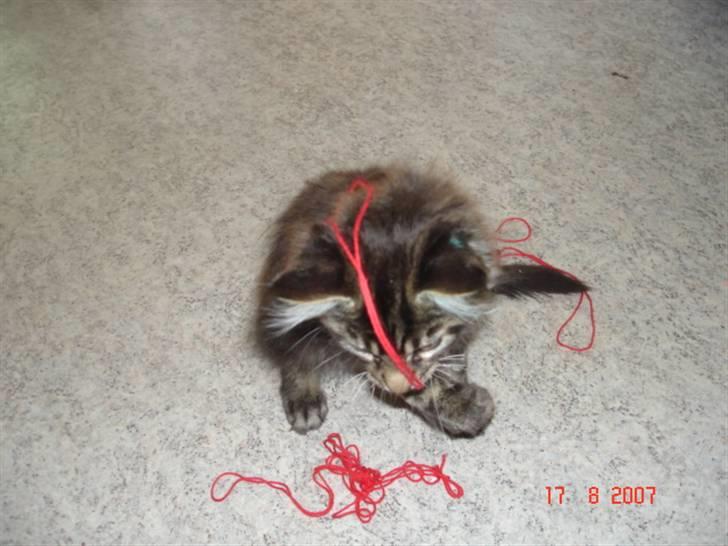 Maine Coon Cæsar billede 8