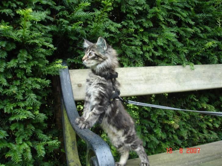 Maine Coon Cæsar - Min første gåtur billede 9