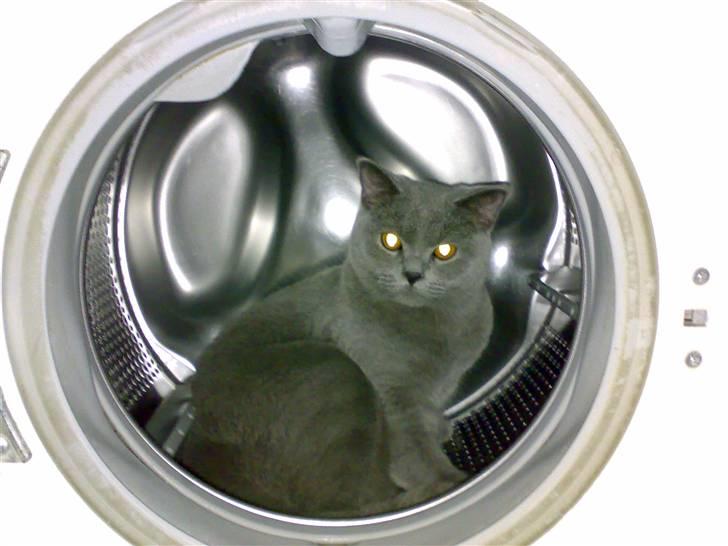 British Shorthair Pumba - Han skal altid op på eller op i alt... Især nye ting.. billede 1