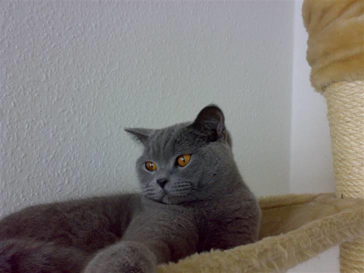 British Shorthair Pumba - Her er han i sin hænge køge i 2 meters højde.. Så har han et godt overblik med alt! billede 2