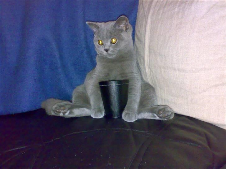 British Shorthair Pumba - Han er jo bare for kær. billede 3