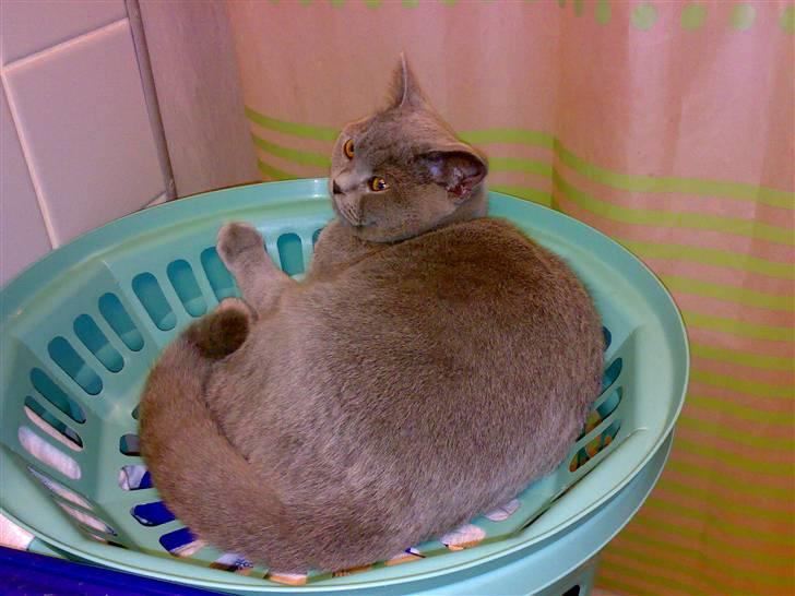 British Shorthair Pumba - Han sover de mærkeligste steder.... billede 4