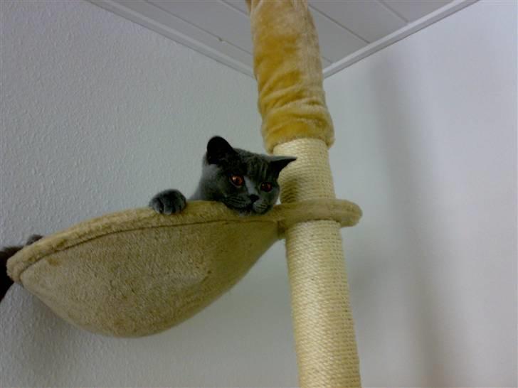 British Shorthair Pumba - Han skal har det hele med... Selvom han er meget træt!! billede 5