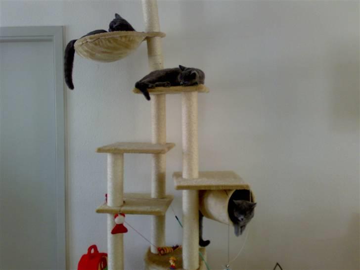 British Shorthair Pumba - Her er alle tre udmattet efter lang lege dag...  billede 6