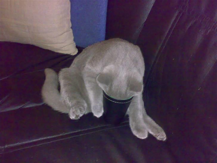 British Shorthair Pumba - Når vi spiller YATZY, så vil han også gerne være med.... :D billede 7