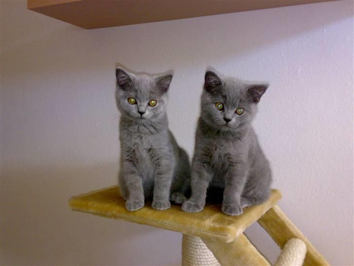 British Shorthair Pumba - Ved siden af ham sidder hans søster Mulle (hun kommer også snart ind) Smil! billede 8