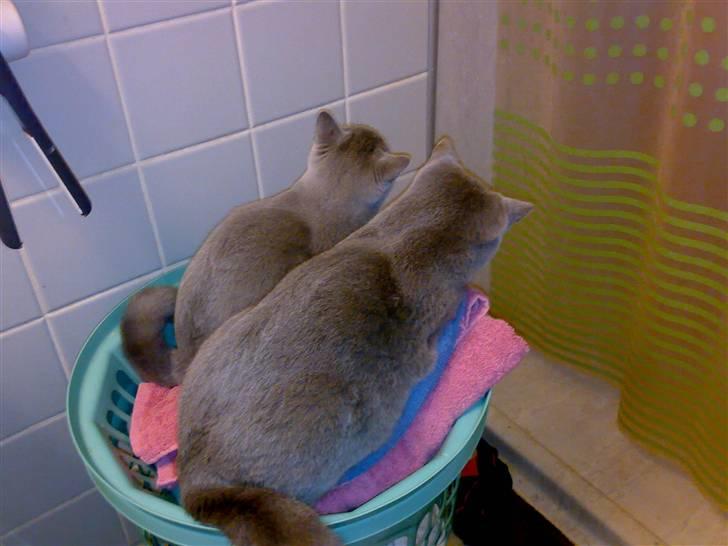 British Shorthair Pumba - Hmm, vand.......... billede 9