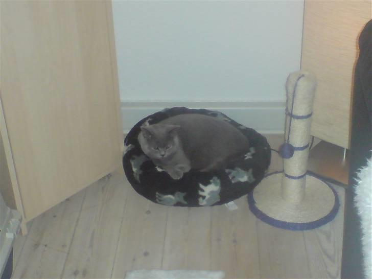 British Shorthair Pumba - Han er begyndt at ligge meget i den seng her. Da det gniver med plads på Kradsetræet billede 10