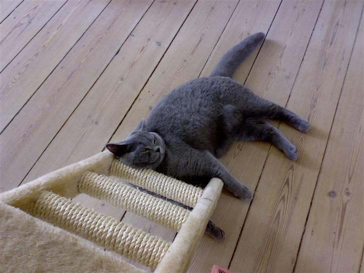 British Shorthair Pumba - Zzzzz´... billede 11