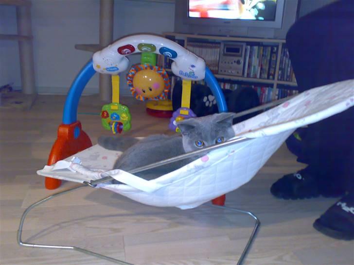 British Shorthair Pumba - Her ses en af hans mange sjove måder at ligge på.... ;-) billede 12