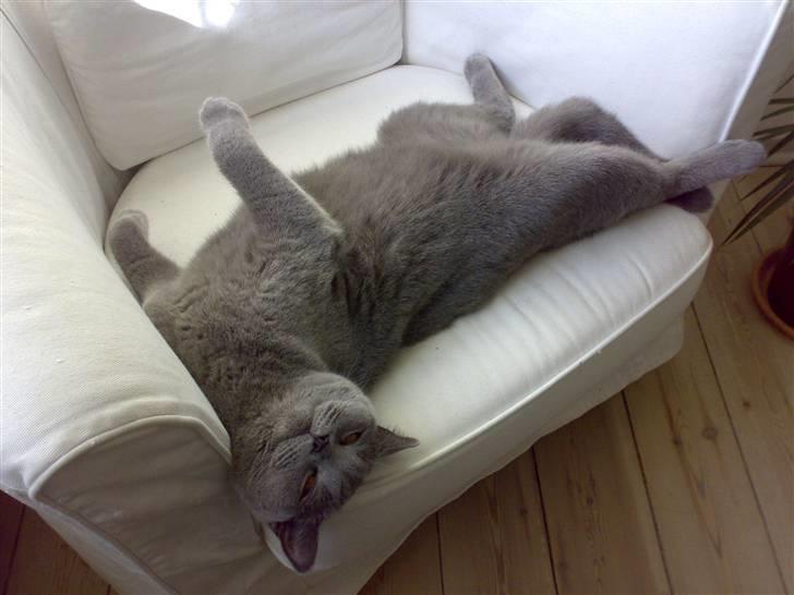 British Shorthair Pumba - Mmm, han ligger TIT på mange forskillige måder!! billede 13