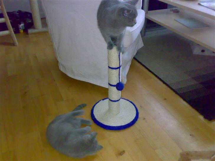 British Shorthair Pumba - Det er ikke den ting han ikke har været oppe på.... billede 14