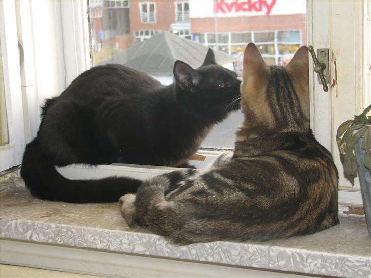 Huskat Viktor billede 18