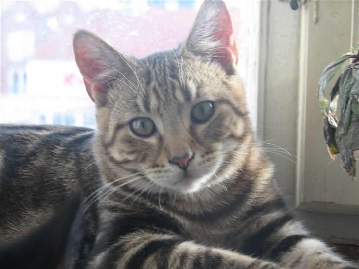 Huskat Viktor billede 19