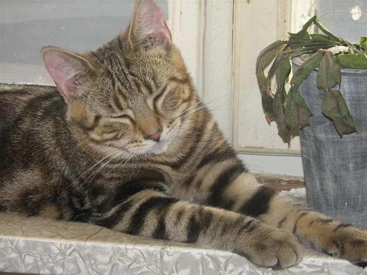 Huskat Viktor billede 20