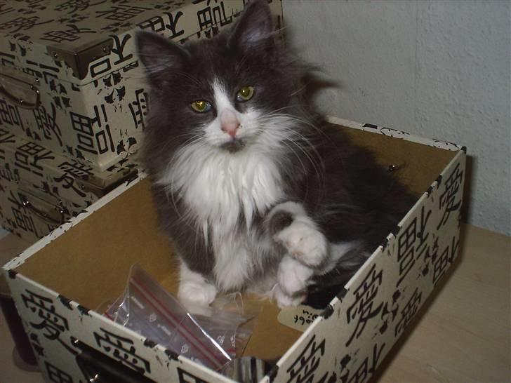 Norsk Skovkat Tessa billede 11