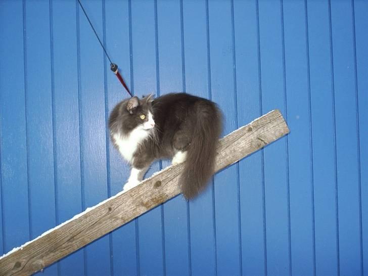 Norsk Skovkat Tessa billede 16