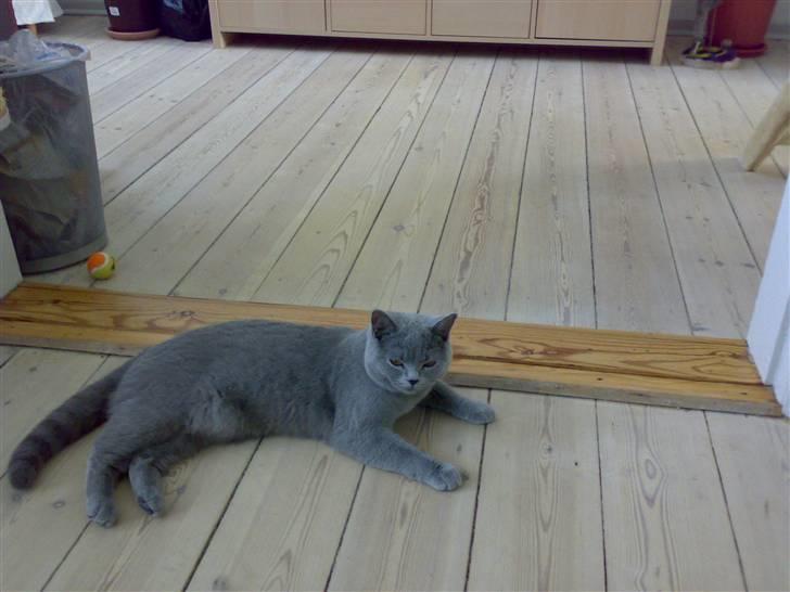 British Shorthair Mulle - Vores dejlig mulle pige billede 1