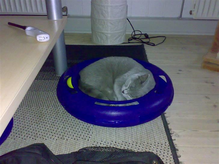 British Shorthair Mulle - Hun kan ku lige og lige være i ringen... :D billede 2