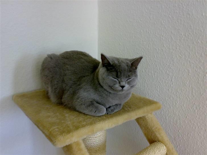 British Shorthair Mulle - Zzzzzz...... billede 3