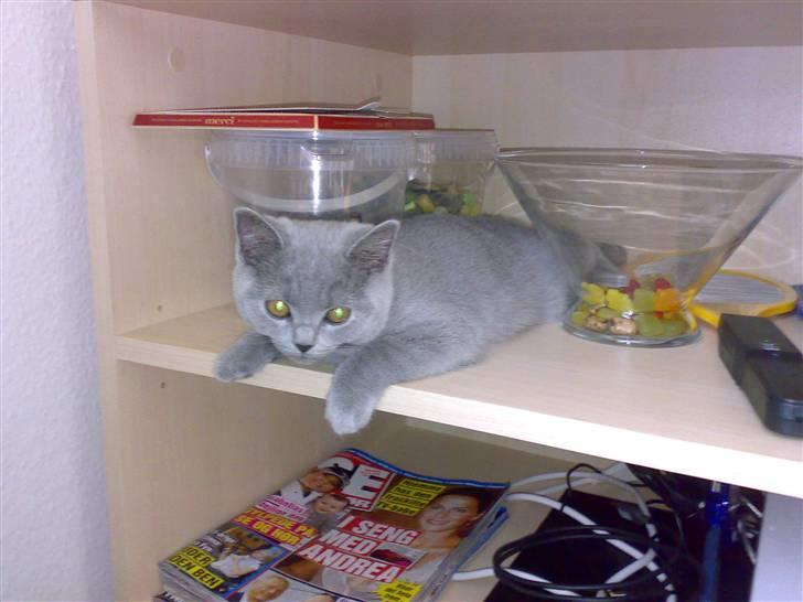 British Shorthair Mulle - Der hvor der er slik er hun os :D billede 4
