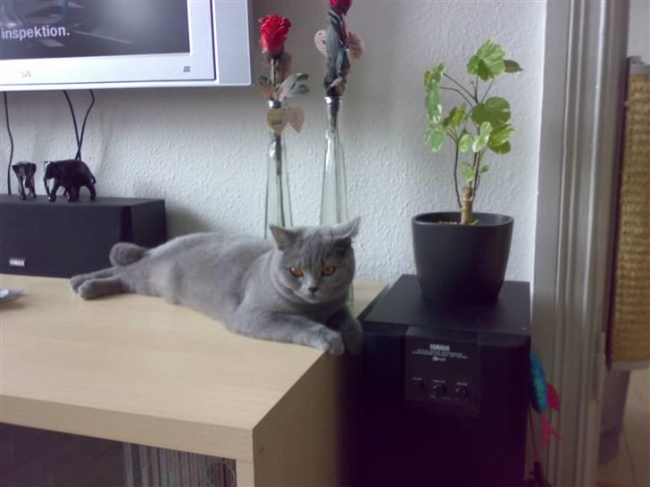 British Shorthair Mulle - Hun har det altid godt hvis hun er i nærheden af Fjernsynet.......! Smil.. billede 5