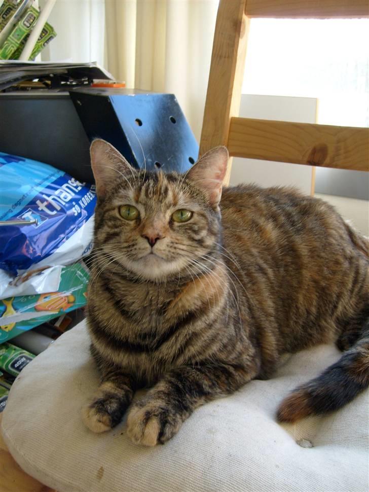 Blanding af racer Tulle - Her er jeg så... Rigtig flot ikk? billede 1