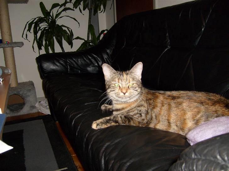 Blanding af racer Tulle billede 2