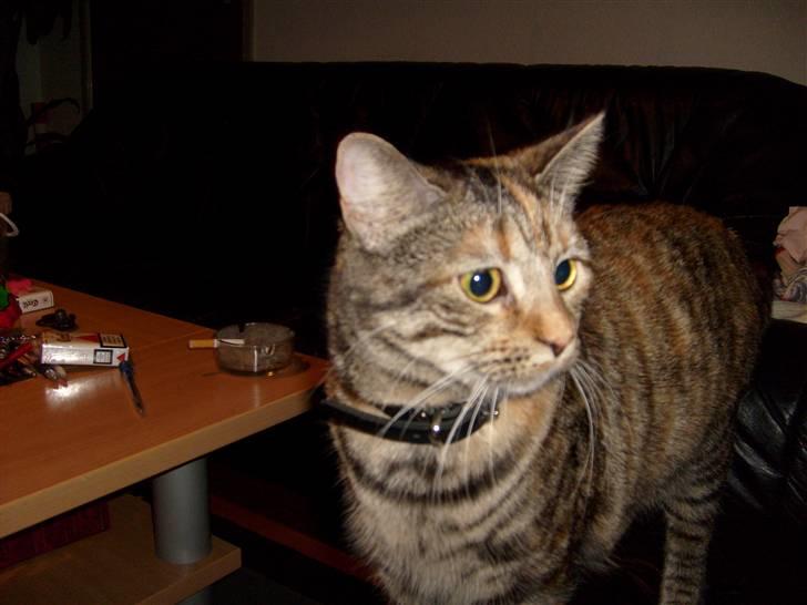 Blanding af racer Tulle billede 3