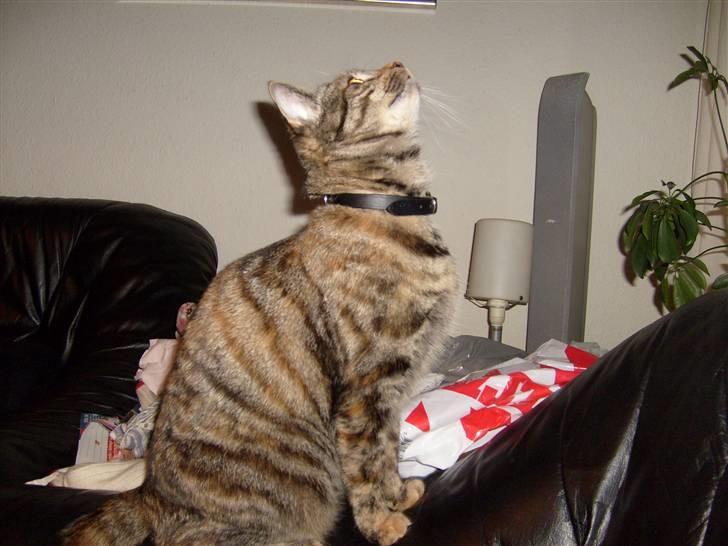 Blanding af racer Tulle - Gad vide om jeg kan komme derop... Har jo gjort det før ;-) billede 4