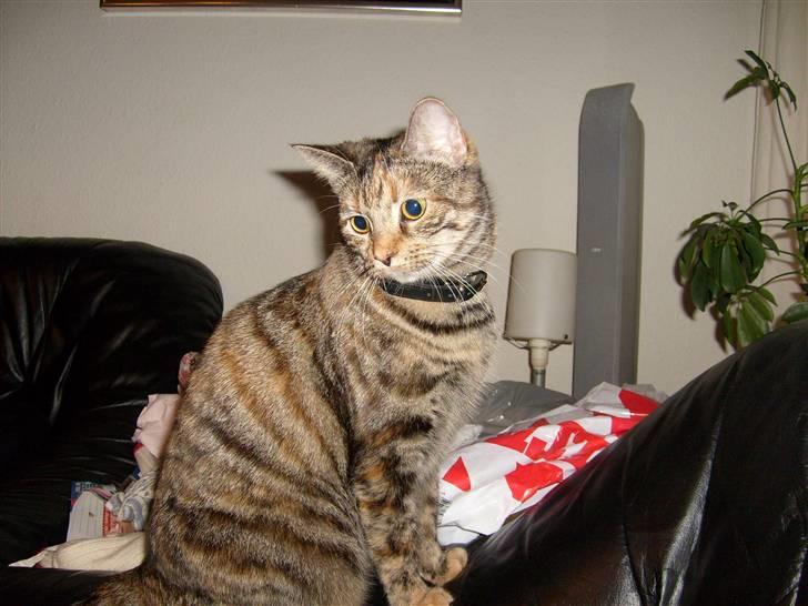 Blanding af racer Tulle billede 5