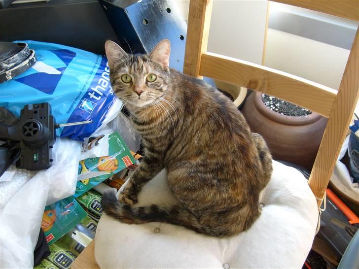 Blanding af racer Tulle - Flere billeder... Nu igen billede 6