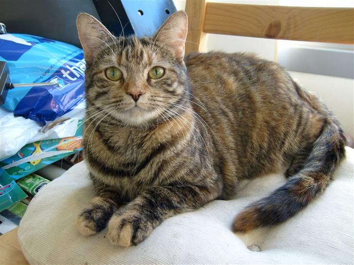 Blanding af racer Tulle billede 7