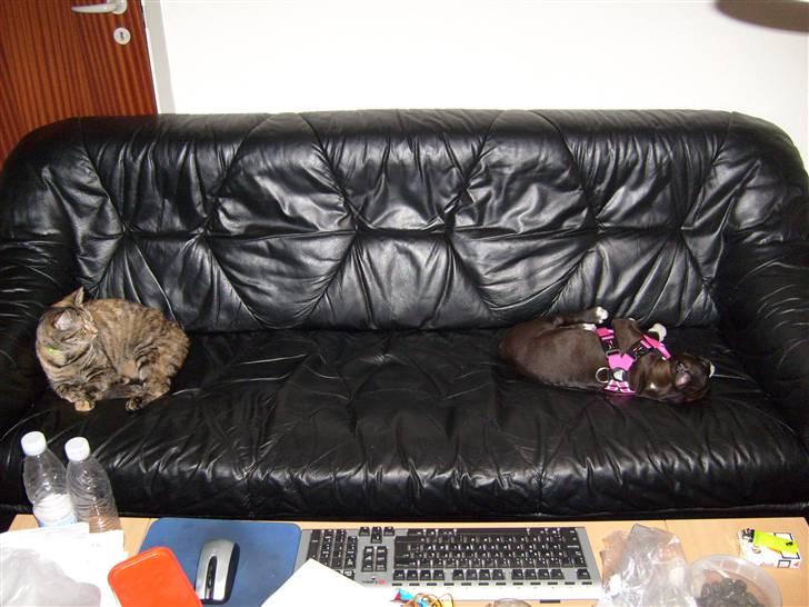 Blanding af racer Tulle - Tulle og Bianca sover på sofaen... dejligt billede 8