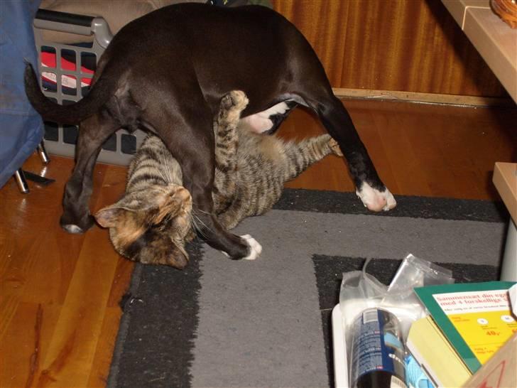 Blanding af racer Tulle - Tulle og Bianca leger på gulvet billede 9