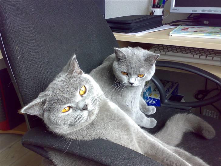 British Shorthair Mulle - De har det altid bedst, når de er op og ned af hinanden! Ærgte KÆRLIGHED... <3 billede 6