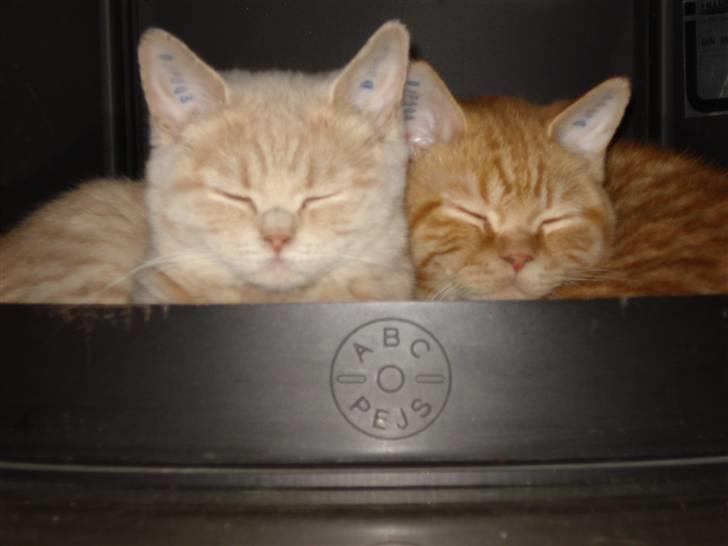 British Shorthair Ollie og Lodberg billede 1