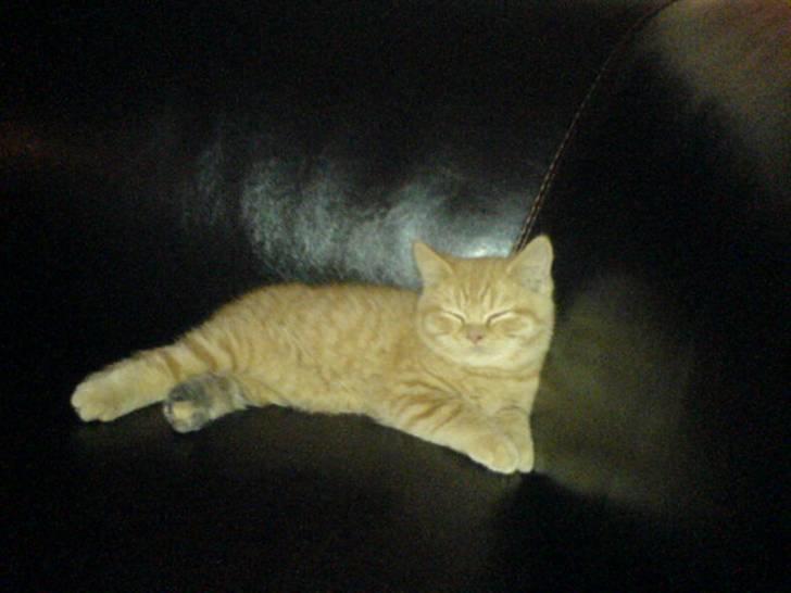 British Shorthair Ollie og Lodberg billede 2