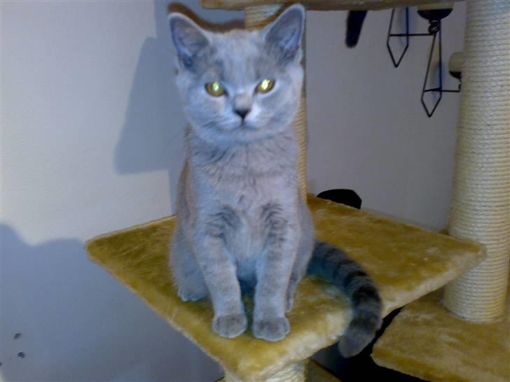 British Shorthair Mulle - Hvem ville kunne sige nej til hendes!? Smil.. billede 8