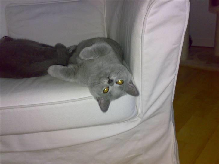 British Shorthair Mulle - Hvorfor er alt på hovedet...!? *Gg* billede 9