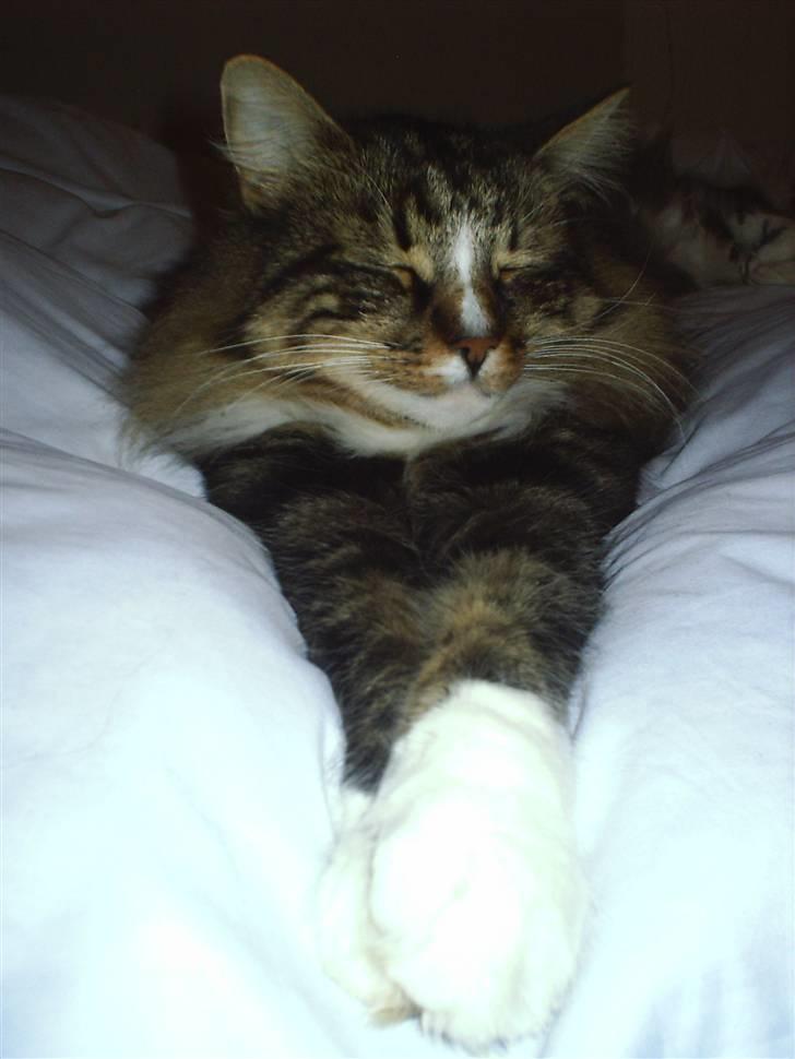 Norsk Skovkat Gizmo - Ja jeg ved jeg er lækker... ;) *gg* billede 12