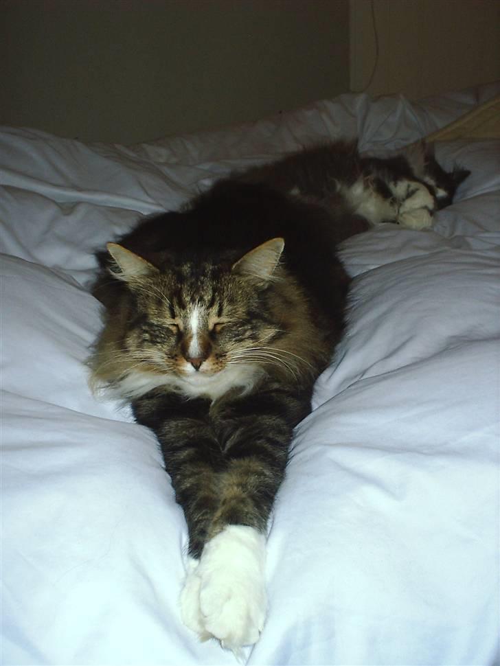 Norsk Skovkat Gizmo - et par katte på langs..  billede 13