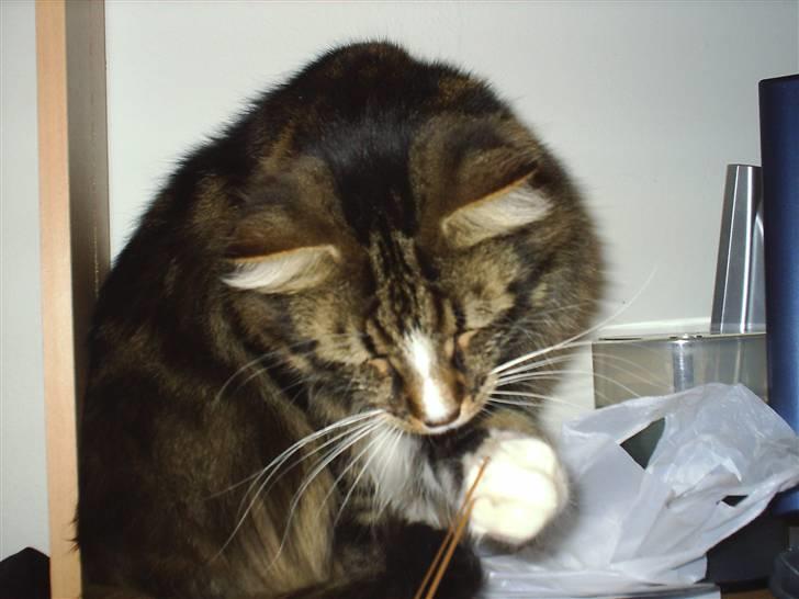 Norsk Skovkat Gizmo - Giv mig nu den elastik altså ;) billede 14