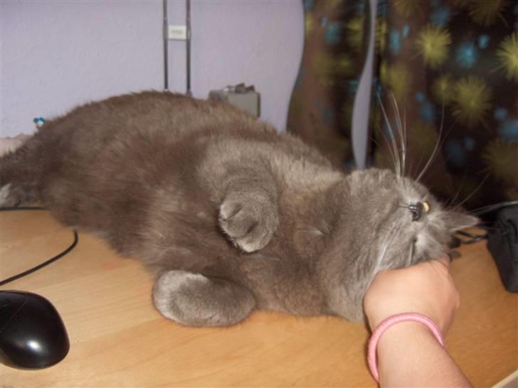 Blanding af racer Mille billede 7