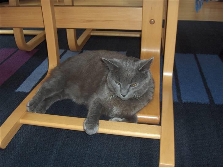 Blanding af racer Mille billede 8