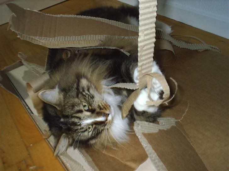 Norsk Skovkat Gizmo billede 15