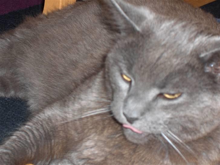 Blanding af racer Mille billede 9