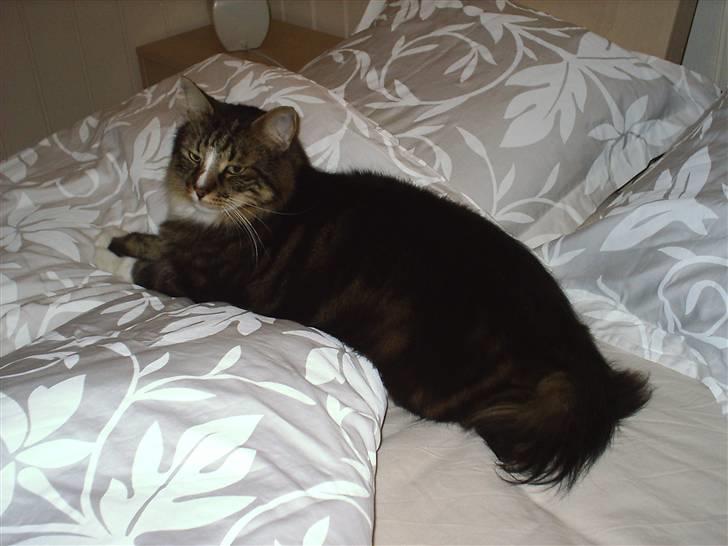 Norsk Skovkat Gizmo - Weee hele sengen for mig selv... billede 16