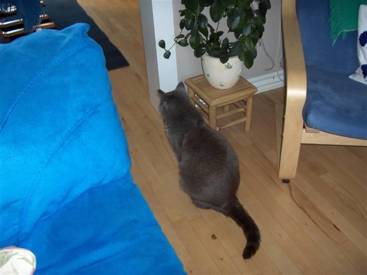 Blanding af racer Mille billede 10