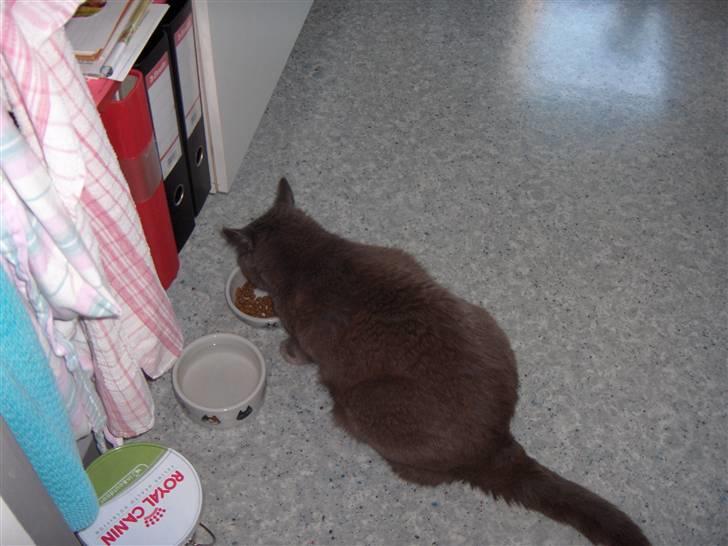 Blanding af racer Mille billede 11